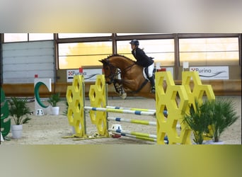 Westfaliano, Castrone, 10 Anni, 170 cm, Baio