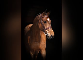 Westfaliano, Castrone, 10 Anni, 170 cm, Baio