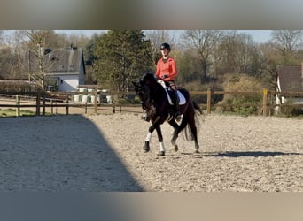 Westfaliano, Castrone, 10 Anni, 170 cm, Morello