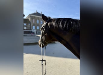 Westfaliano, Castrone, 10 Anni, 170 cm, Morello