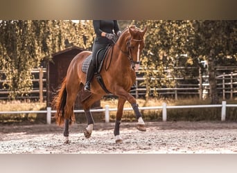 Westfaliano, Castrone, 10 Anni, 170 cm, Sauro