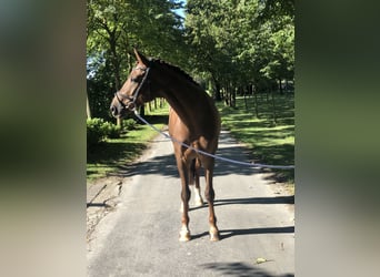 Westfaliano, Castrone, 10 Anni, 171 cm, Sauro scuro