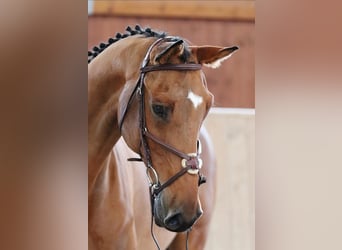 Westfaliano, Castrone, 10 Anni, 175 cm, Baio ciliegia