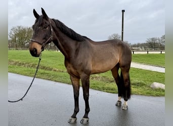 Westfaliano, Castrone, 10 Anni, 179 cm, Baio