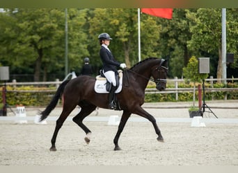 Westfaliano, Castrone, 10 Anni, 180 cm, Morello