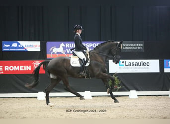 Westfaliano, Castrone, 10 Anni, 180 cm, Morello