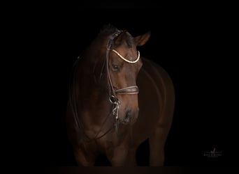 Westfaliano, Castrone, 10 Anni, Baio scuro