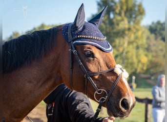 Westfaliano, Castrone, 11 Anni, 160 cm, Baio