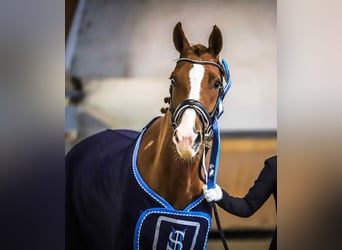 Westfaliano, Castrone, 11 Anni, 165 cm, Sauro