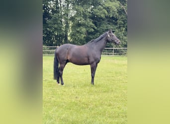 Westfaliano, Castrone, 11 Anni, 168 cm, Baio scuro