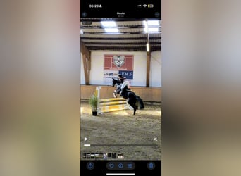 Westfaliano, Castrone, 11 Anni, 168 cm, Baio scuro