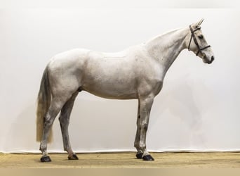 Westfaliano, Castrone, 11 Anni, 168 cm, Grigio