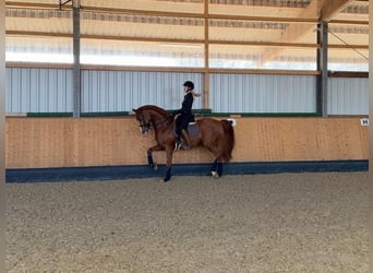 Westfaliano, Castrone, 11 Anni, 170 cm, Sauro