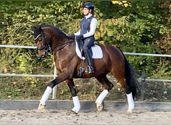 Westfaliano, Castrone, 11 Anni, 171 cm, Baio