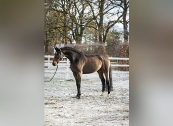 Westfaliano, Castrone, 11 Anni, 172 cm, Baio