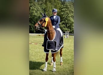Westfaliano, Castrone, 11 Anni, 172 cm, Sauro