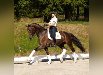 Westfaliano, Castrone, 11 Anni, 172 cm, Sauro scuro