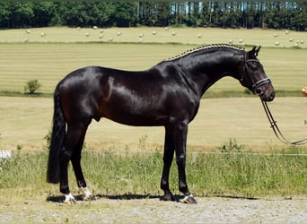 Westfaliano, Castrone, 11 Anni, 173 cm, Baio nero
