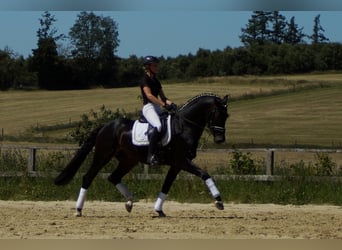 Westfaliano, Castrone, 11 Anni, 173 cm, Baio nero