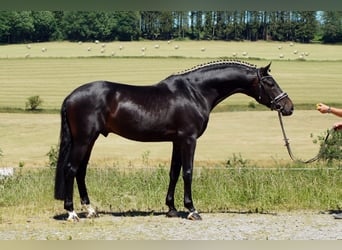 Westfaliano, Castrone, 11 Anni, 173 cm, Baio nero