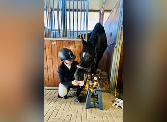 Westfaliano, Castrone, 11 Anni, 174 cm, Morello