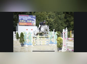 Westfaliano, Castrone, 11 Anni, 179 cm, Grigio