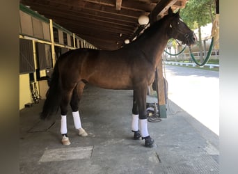 Westfaliano, Castrone, 11 Anni, 180 cm, Baio scuro