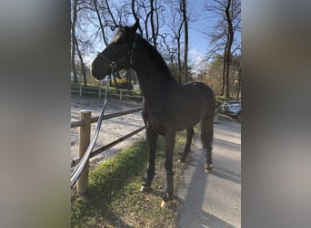 Westfaliano, Castrone, 11 Anni, 182 cm, Baio nero