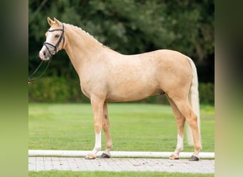 Westfaliano, Castrone, 12 Anni, 146 cm, Palomino