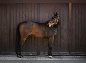 Westfaliano, Castrone, 12 Anni, 167 cm, Baio