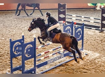 Westfaliano, Castrone, 12 Anni, 167 cm, Baio ciliegia