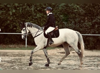 Westfaliano, Castrone, 12 Anni, 168 cm, Grigio