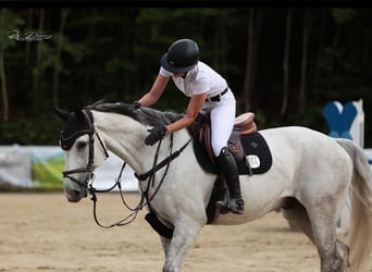 Westfaliano, Castrone, 12 Anni, 168 cm, Grigio