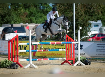 Westfaliano, Castrone, 12 Anni, 168 cm, Grigio