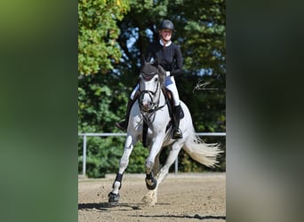 Westfaliano, Castrone, 12 Anni, 168 cm, Grigio