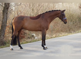 Westfaliano, Castrone, 12 Anni, 169 cm, Baio