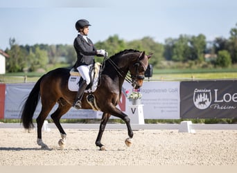 Westfaliano, Castrone, 12 Anni, 169 cm, Baio scuro