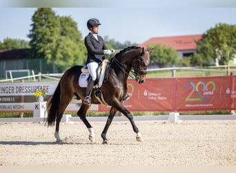 Westfaliano, Castrone, 12 Anni, 169 cm, Baio scuro