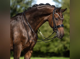 Westfaliano, Castrone, 12 Anni, 170 cm, Baio
