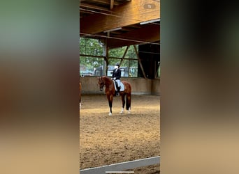 Westfaliano, Castrone, 12 Anni, 170 cm, Baio