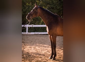 Westfaliano, Castrone, 12 Anni, 174 cm, Baio scuro