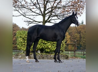 Westfaliano, Castrone, 12 Anni, 176 cm, Morello