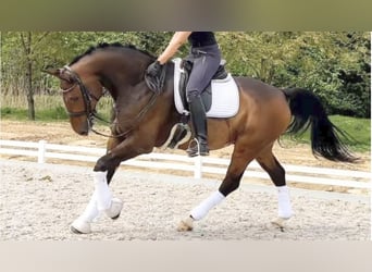 Westfaliano, Castrone, 12 Anni, 178 cm, Baio ciliegia