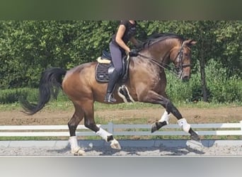 Westfaliano, Castrone, 12 Anni, 178 cm, Baio ciliegia