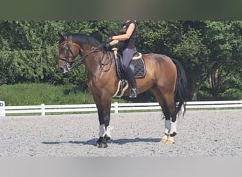 Westfaliano, Castrone, 12 Anni, 178 cm, Baio ciliegia