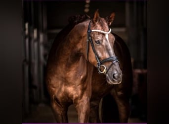 Westfaliano, Castrone, 12 Anni, 182 cm, Sauro scuro