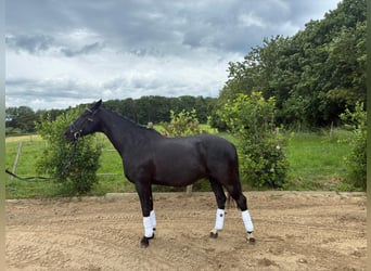 Westfaliano, Castrone, 13 Anni, 160 cm, Morello