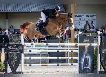 Westfaliano, Castrone, 13 Anni, 168 cm, Baio