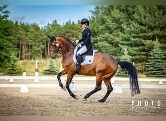 Westfaliano, Castrone, 13 Anni, 168 cm, Baio ciliegia