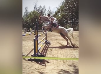 Westfaliano, Castrone, 13 Anni, 168 cm, Grigio